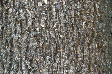 Obraz premium Tree bark texture