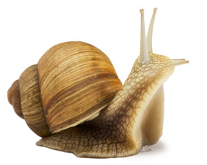 Garden snail isolated on white.