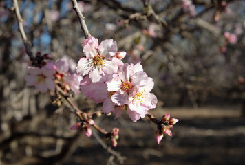 Fototapeta na wymiar Branches of flowering almonds