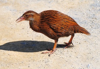 Weka, also known as Maori hen (Gallirallus australis) in New Zealand.