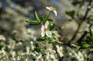 Three flowers of blossom close-up