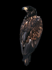 Eagle looking back isolated at black
