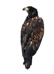 Eagle looking back isolated at white