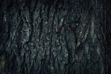 old wood tree bark texture with green moss
