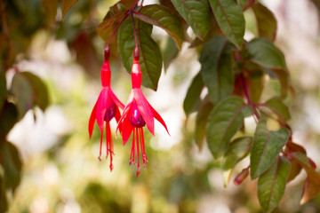 colorful of flower and sunlight