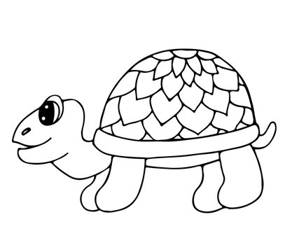 Cute tortoise isolated on the white background