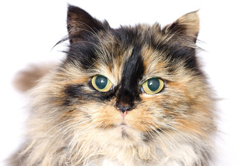 beautiful cat on a light background close-up