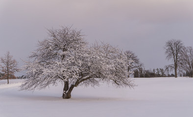 tree covered in snow  
