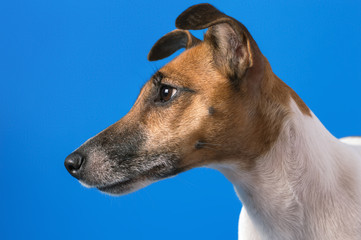 studio portrait of a dog on a blue background