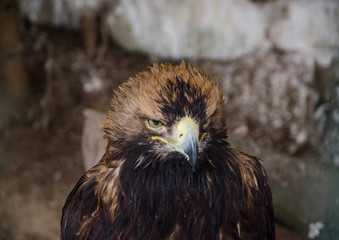 Eagle head brown