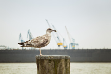 Seagull in St. Pauli, Hamburg with floating dock and cranes in the background