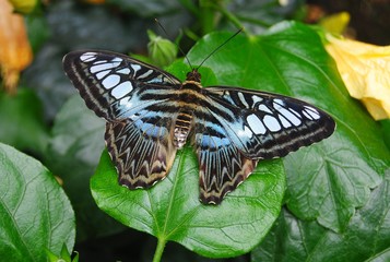 Blue morpho (Morpho peleides) butterfly.