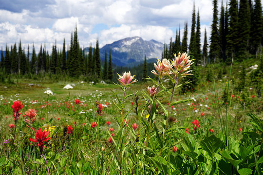 Wildflowers