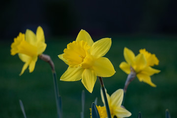 Daffodil in Bloom