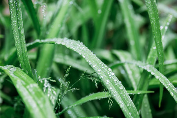 Naklejka premium Rainy weather and wet leaves