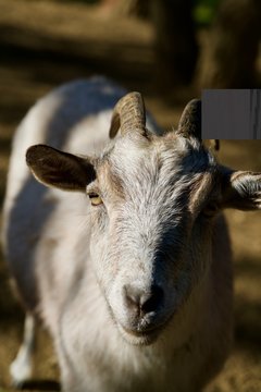 goat in the sun