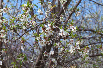 First almond blossom