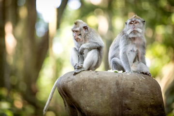 Long-tailed macaque in Sacred Monkey Forest