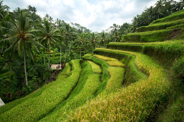 Terrace rice fields - obrazy, fototapety, plakaty