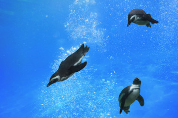 Drei Pinguine schwimmen unter Wasser