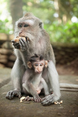 Mother and baby monkey eating