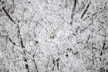 Stylish beautiful nature in winter forest on background