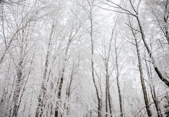 Stylish beautiful nature in winter forest on background