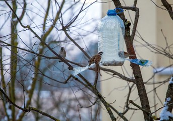 Sparrow feeds of homemade bird feeders in the city