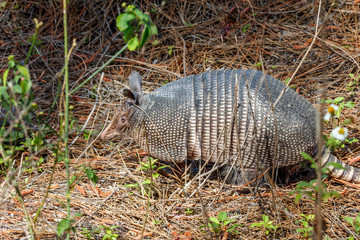 Armadillo (Dasypus novemcinctus)Honeymoon Island State Park, Florida, USA