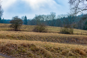 A meadow in the forest