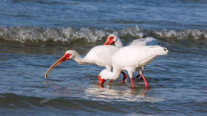 Three white ibises (Eudocimus albus) on the shore, one with a crab, Sanibel Island, Florida, USA