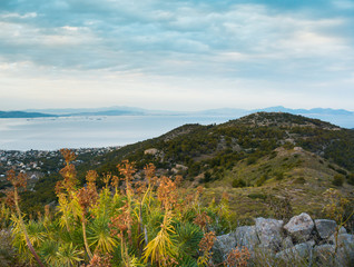 Mountain and sea landscape with mountain plants euphorbia in cloudy day on Aegina island, Greece.