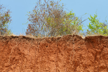 Layered cut of soil.