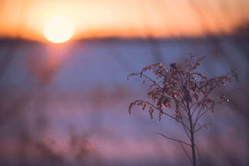 Tiny Tree