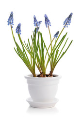 Fototapeta na wymiar First blue spring flowers 
