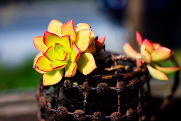 Lovely succulent plant