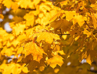 Yellow Norway maple (Acer platanoides) leaves in autumn