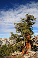 sierra juniper tree