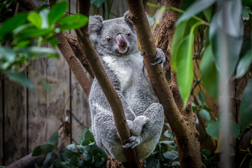 Koala on a tree