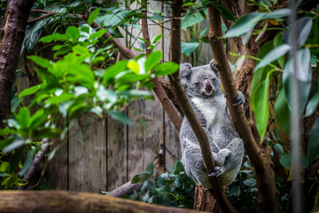 Koala on a tree