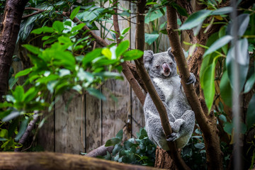 Koala on a tree © rphfoto