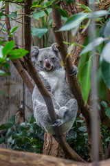 Koala on a tree