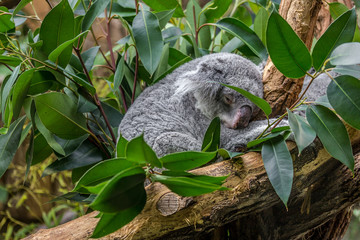 Koala on a tree © rphfoto