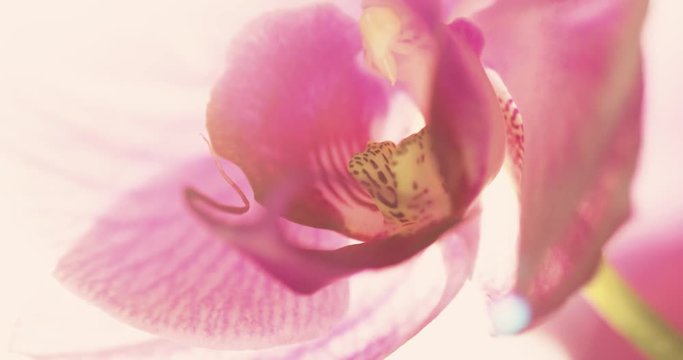 orchid blossom moving in the wind with sun shining through the plant