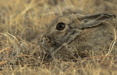 Closeup of a wild cottontail rabbit bunny in the field, maedow