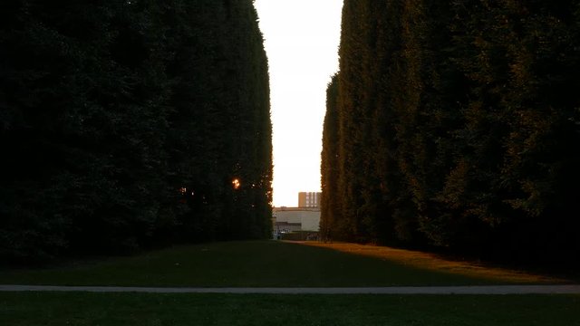 Park with tree lined beech trees at dusk