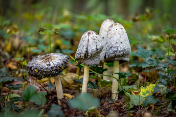 Mushrooms in the forest