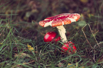 Mushrooms in the forest