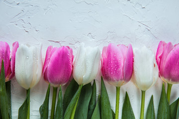 Spring Tulips flowers white and pink. 8 March bouquet, Easter  and Woman's day concept.