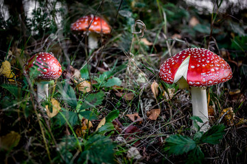 Mushrooms in the forest